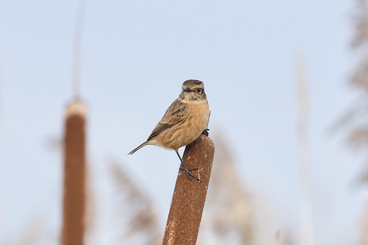 European Stonechat - ML644851537