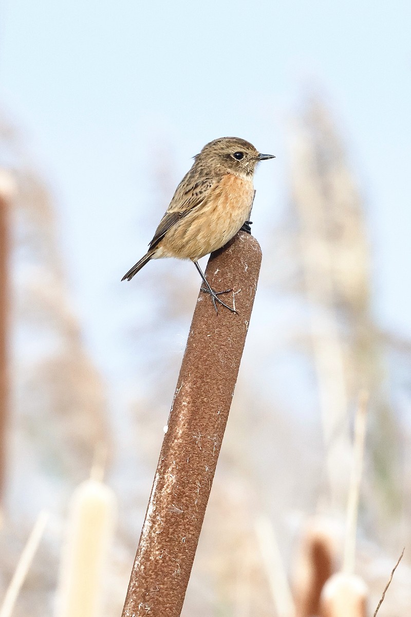 European Stonechat - ML644851551