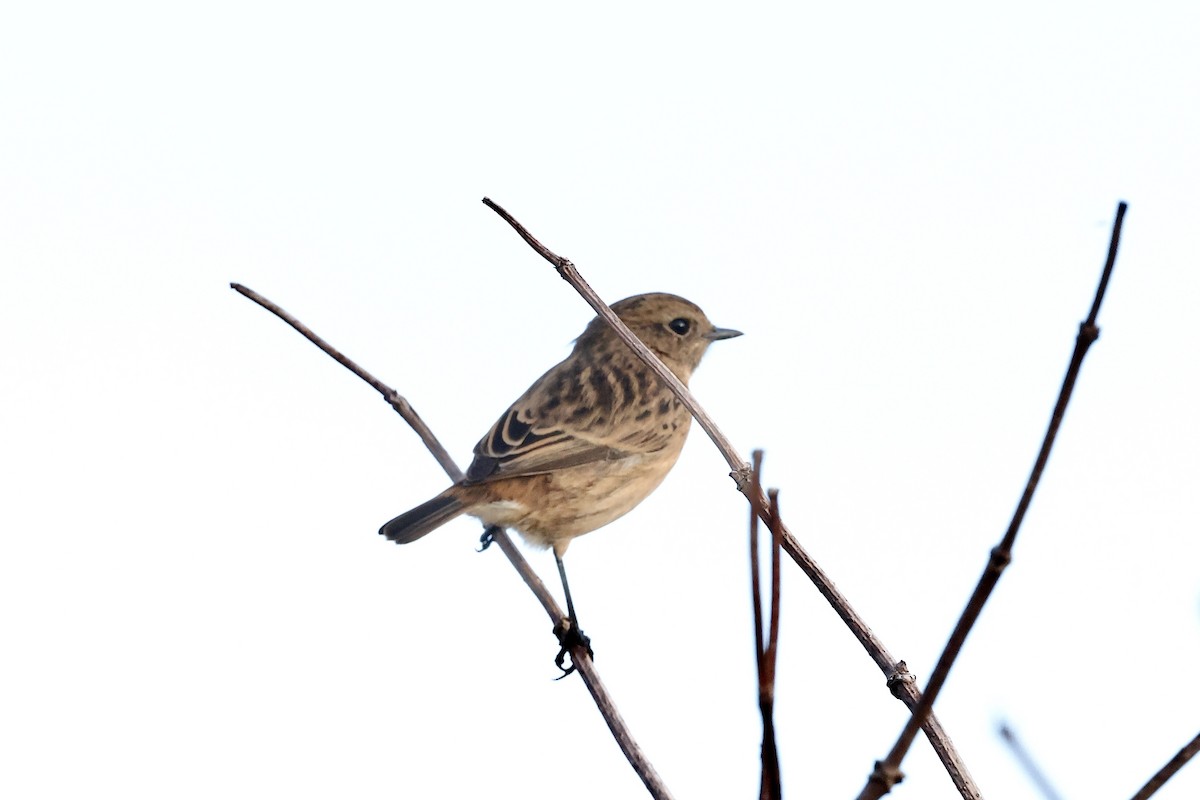 European Stonechat - ML644851560