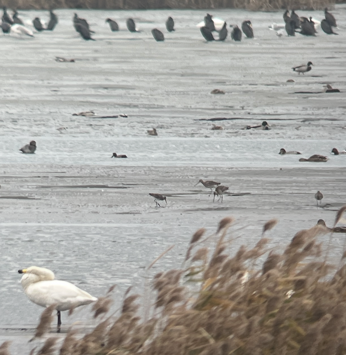Black-tailed Godwit - ML644851565