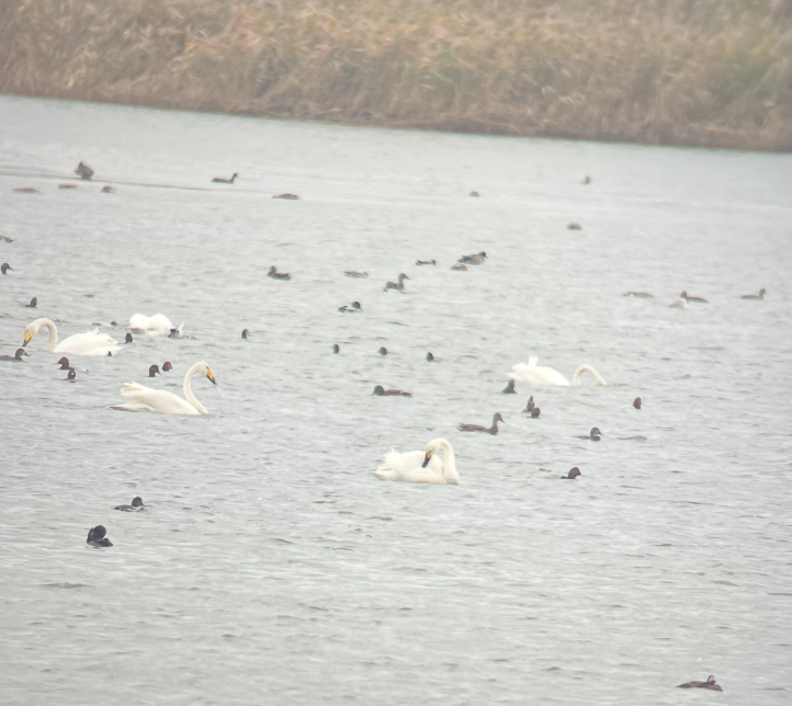 Tundra Swan - ML644851568