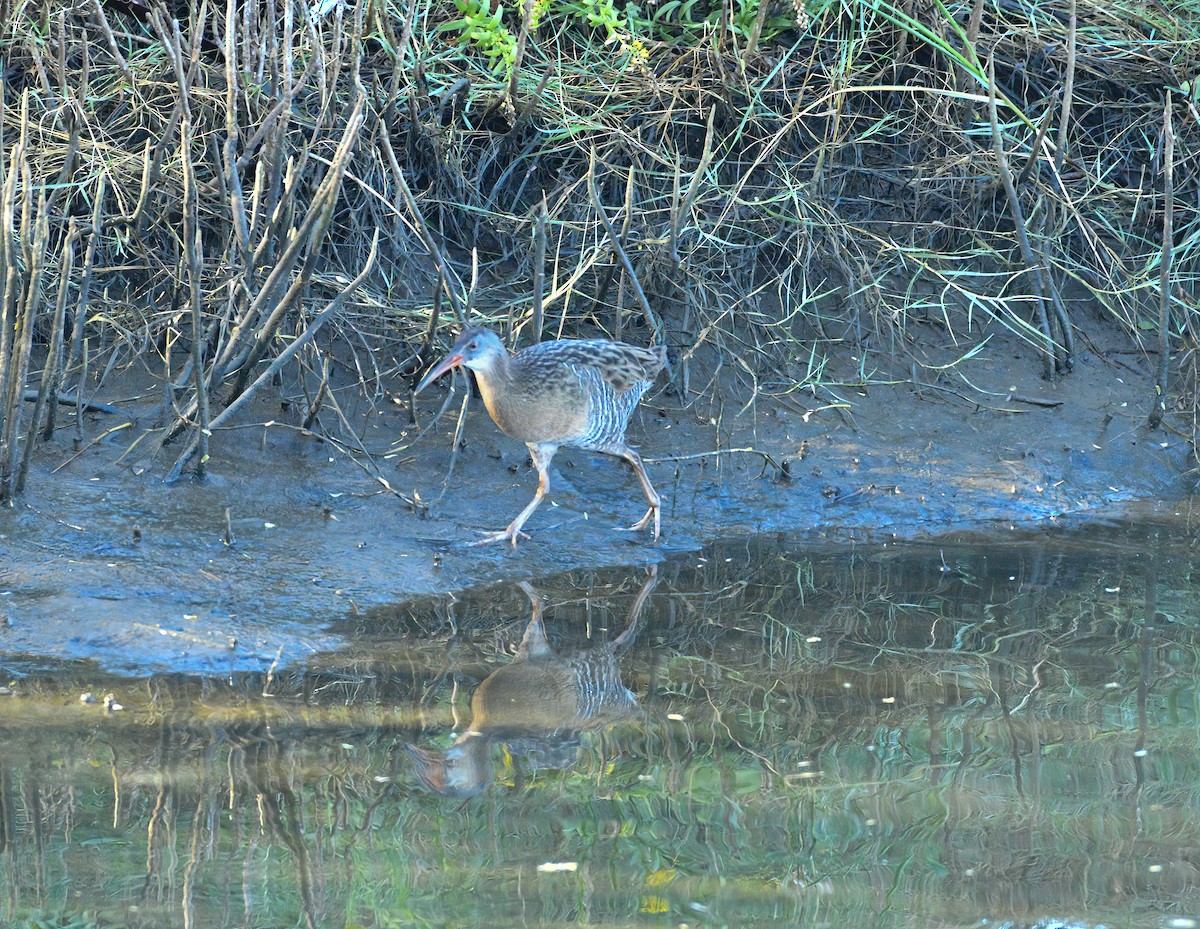 Clapper Rail - ML644851585