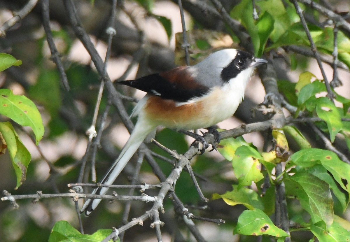 Bay-backed Shrike - ML644851593