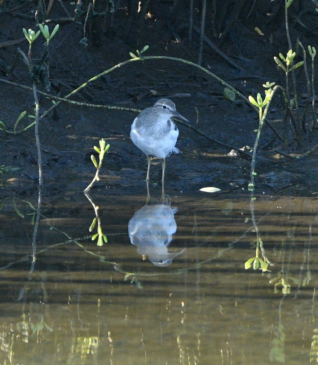 Spotted Sandpiper - ML644851605