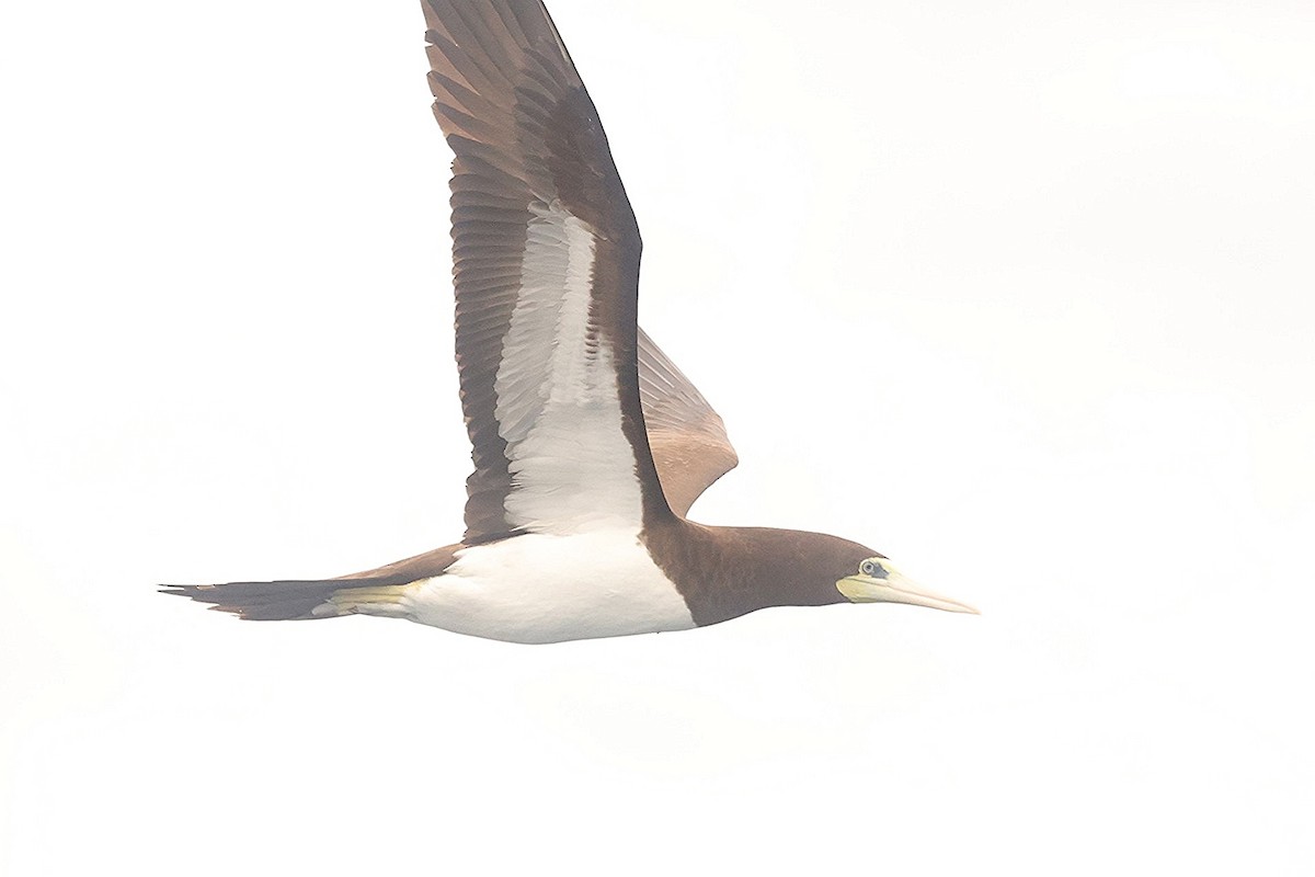Brown Booby - ML644851631