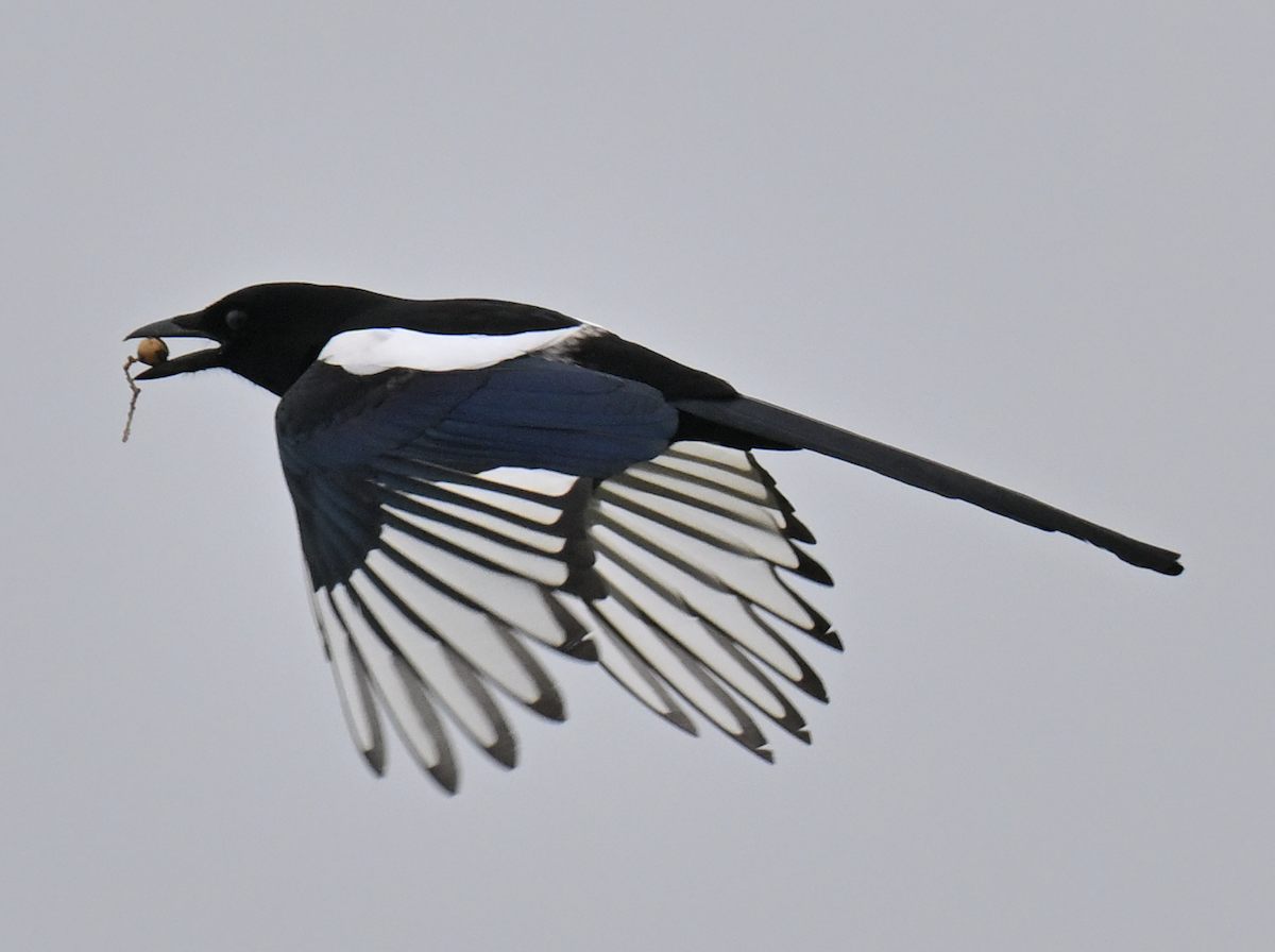 Orientelster - ML644851641