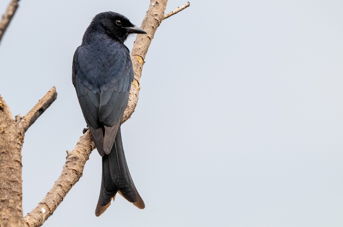 Fork-tailed Drongo - ML644851642