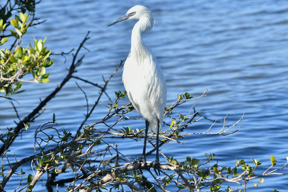 Reddish Egret - ML644851648