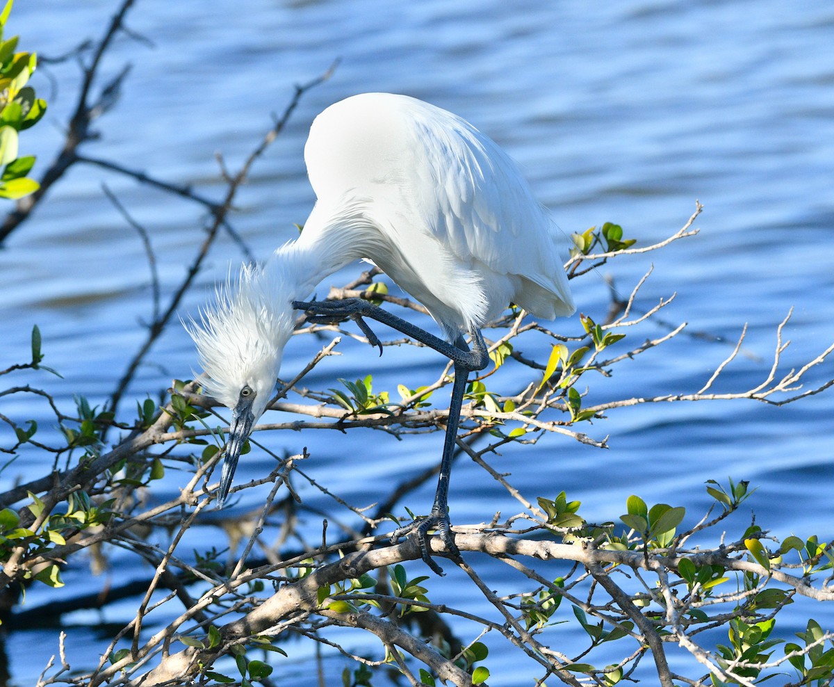 Reddish Egret - ML644851649