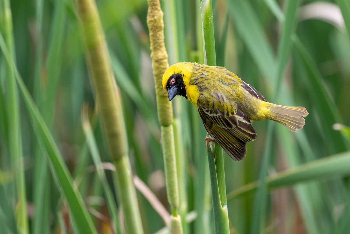 Southern Masked-Weaver - ML644851658