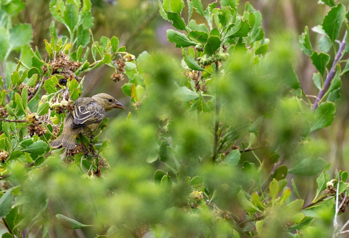 Cape Weaver - ML644851674