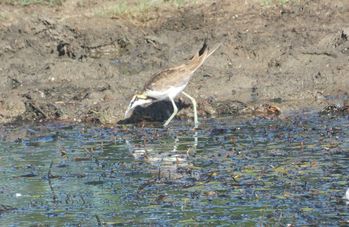 Pheasant-tailed Jacana - ML644851677