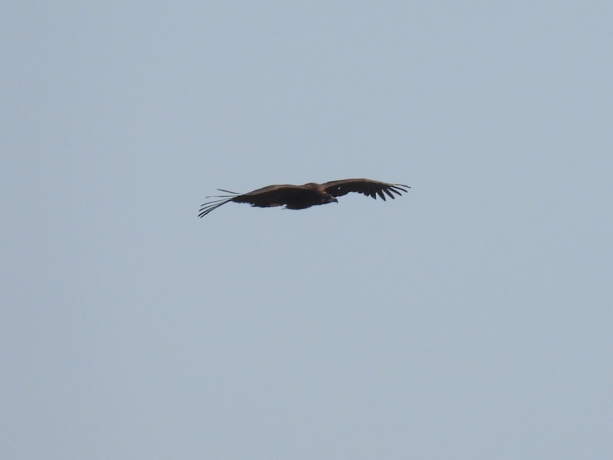 Sai beltza - ML644851683