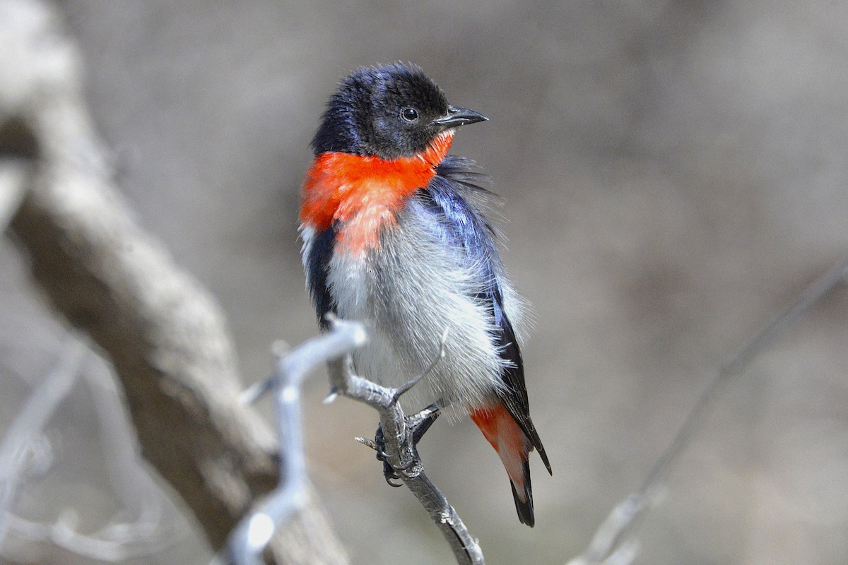 Mistletoebird - ML644851686