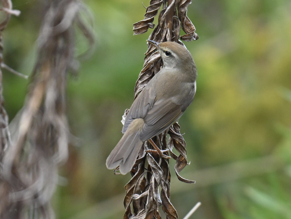 Manchurian Bush Warbler - ML644851692