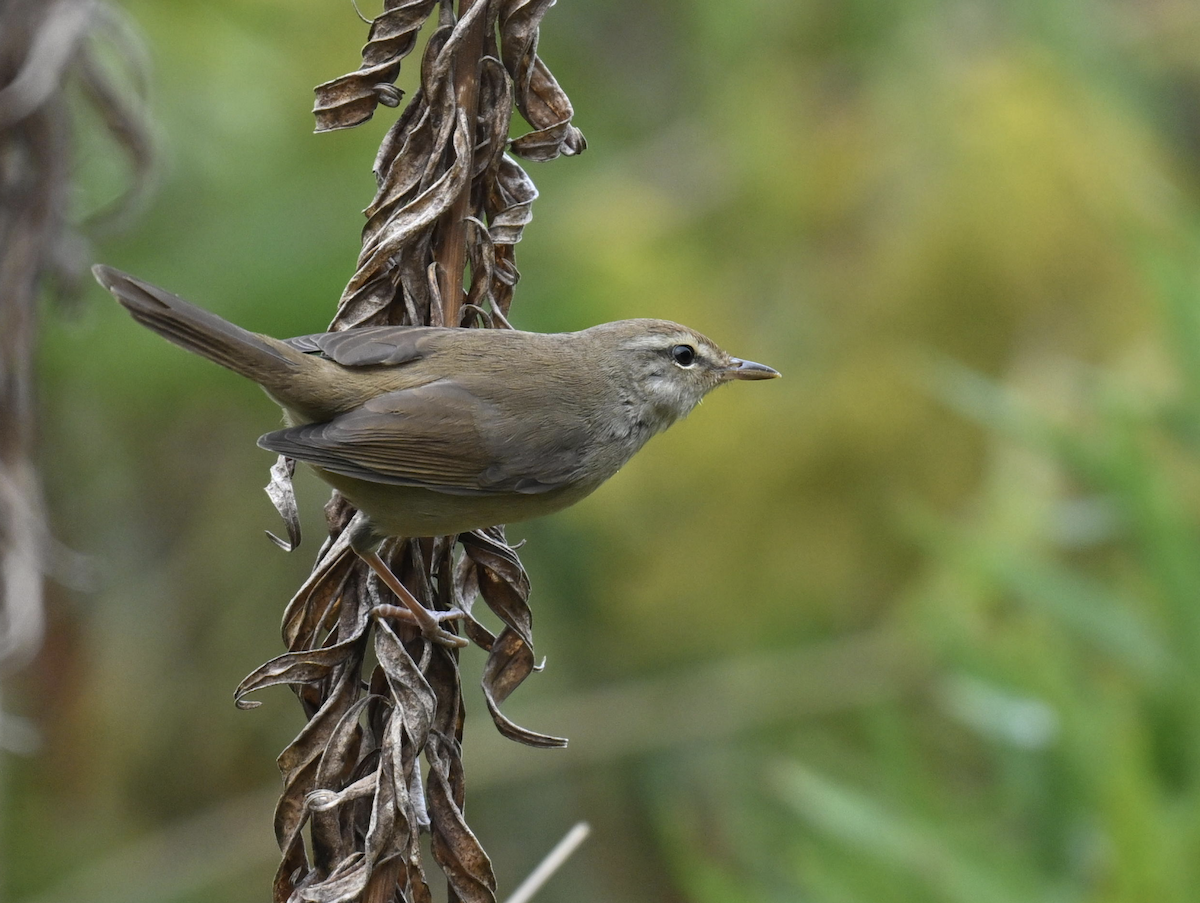 Manchurian Bush Warbler - ML644851693