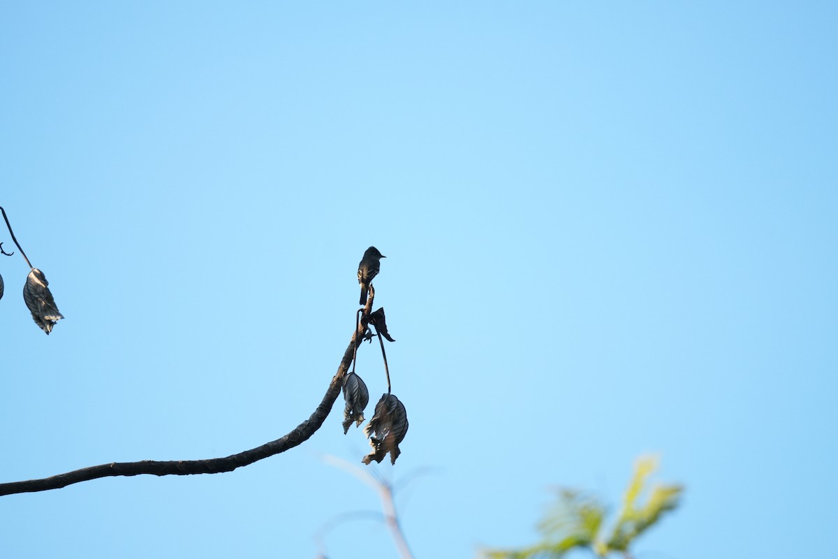 Western Wood-Pewee - ML644851694