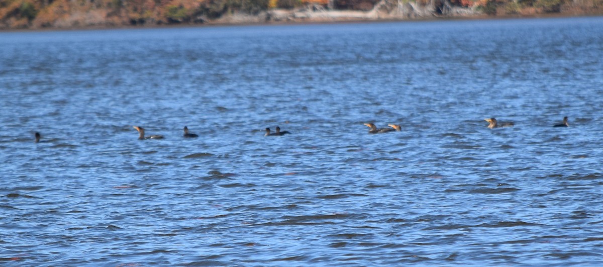 Double-crested Cormorant - ML644851695