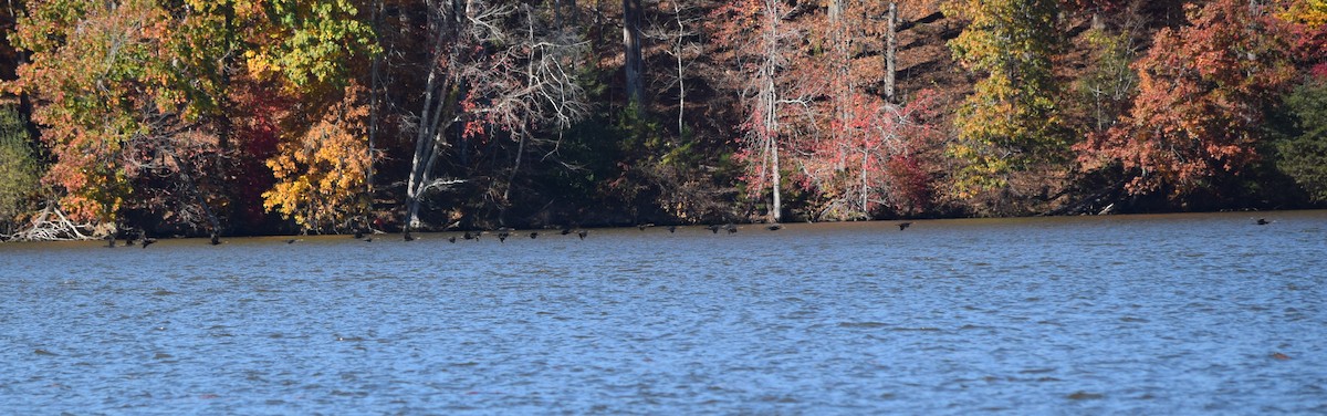 Double-crested Cormorant - ML644851696