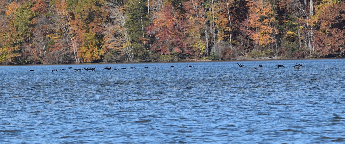 Double-crested Cormorant - ML644851697