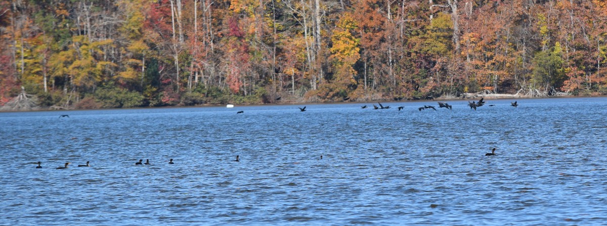 Double-crested Cormorant - ML644851698