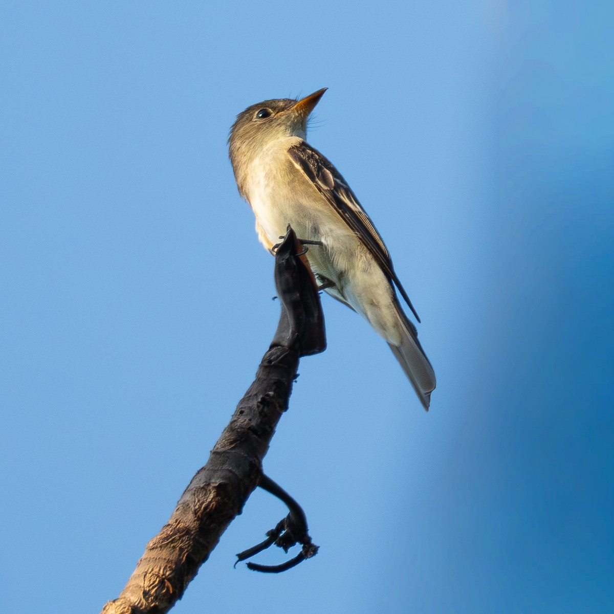 Eastern Wood-Pewee - ML644851699