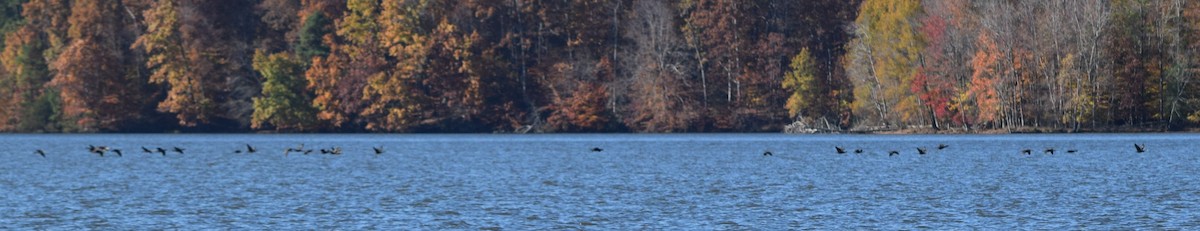 Double-crested Cormorant - ML644851701