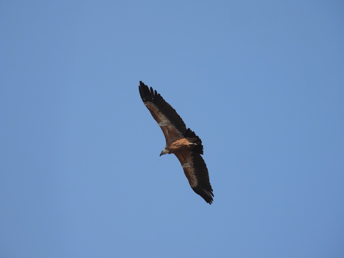 Eurasian Griffon - ML644851706