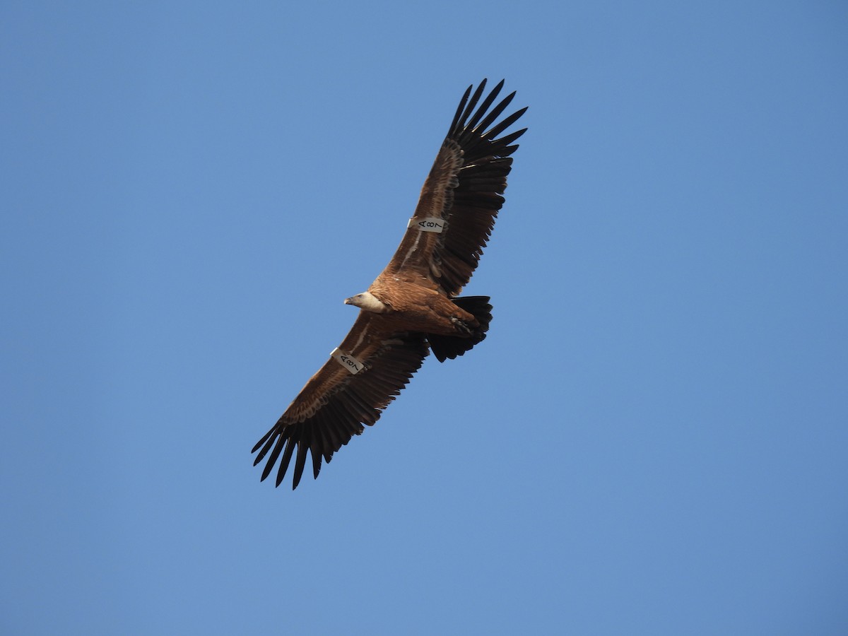 Eurasian Griffon - ML644851707