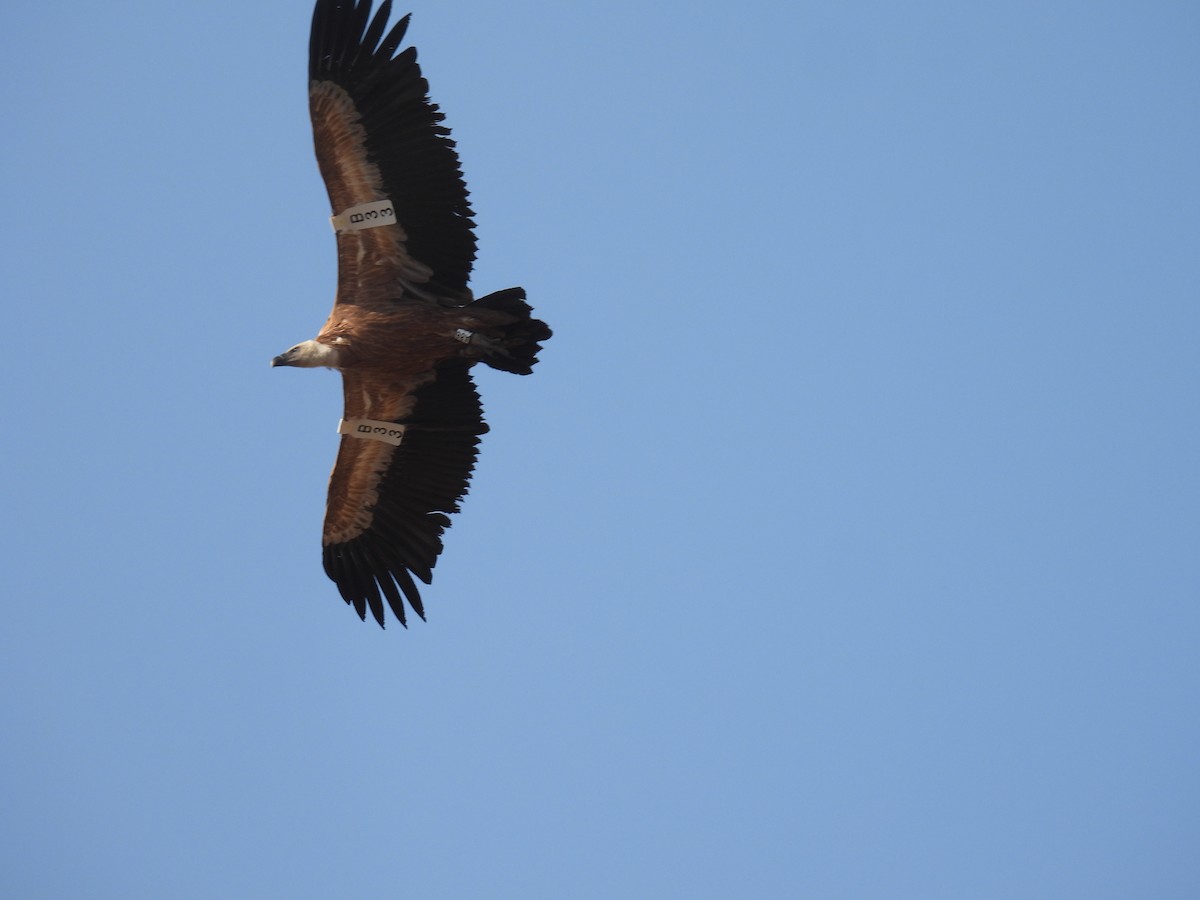 Eurasian Griffon - ML644851708