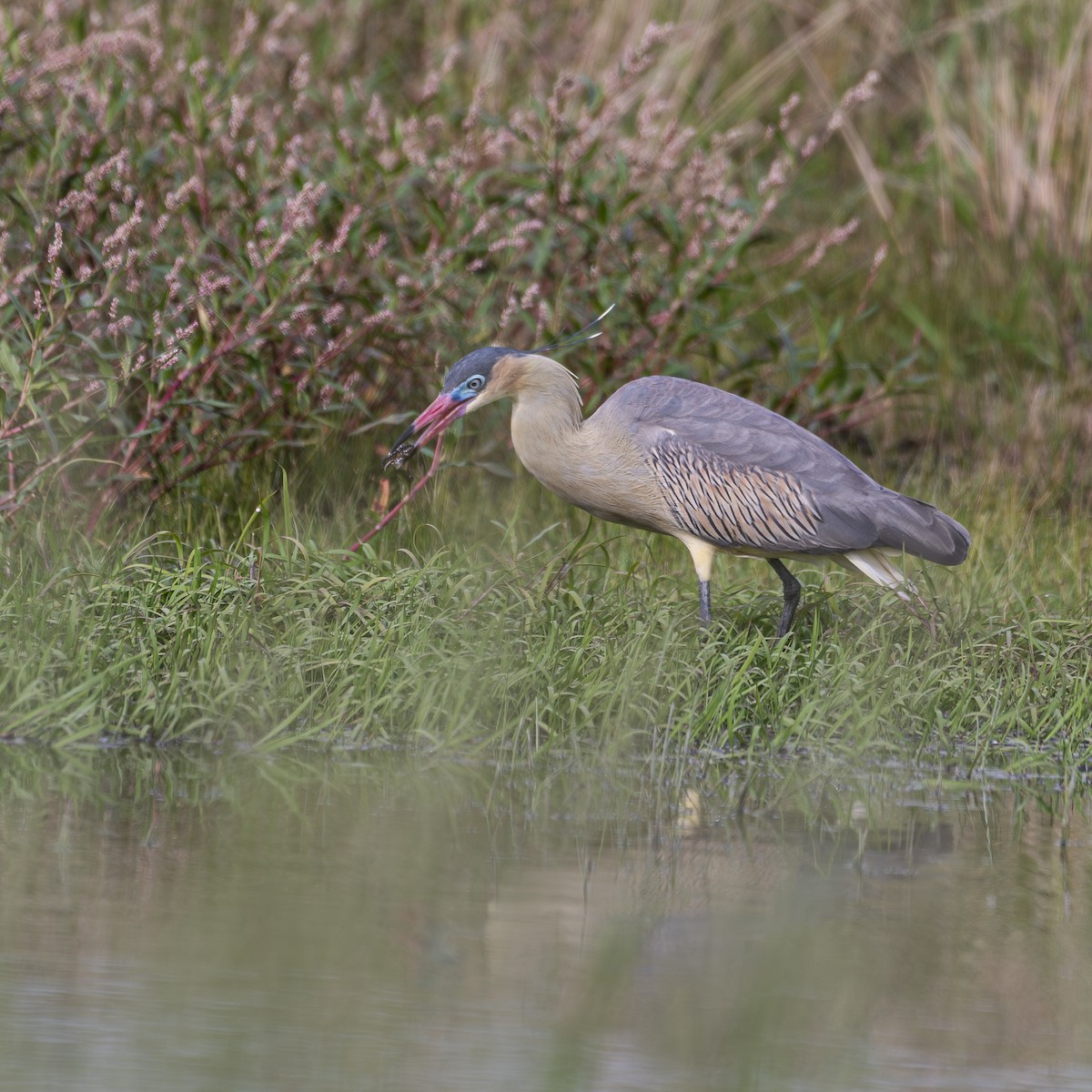 Whistling Heron - ML644851710