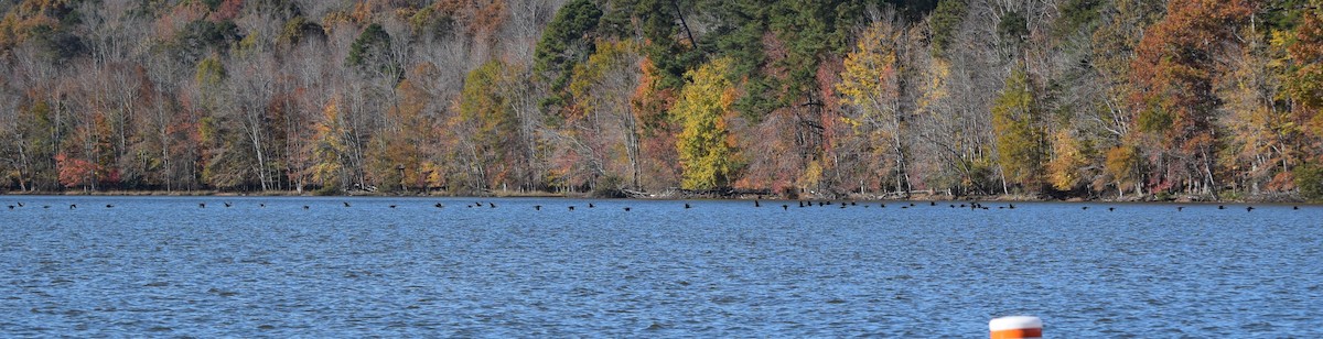 Double-crested Cormorant - ML644851711