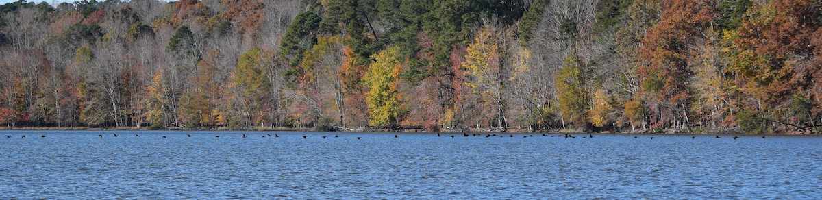 Double-crested Cormorant - ML644851712