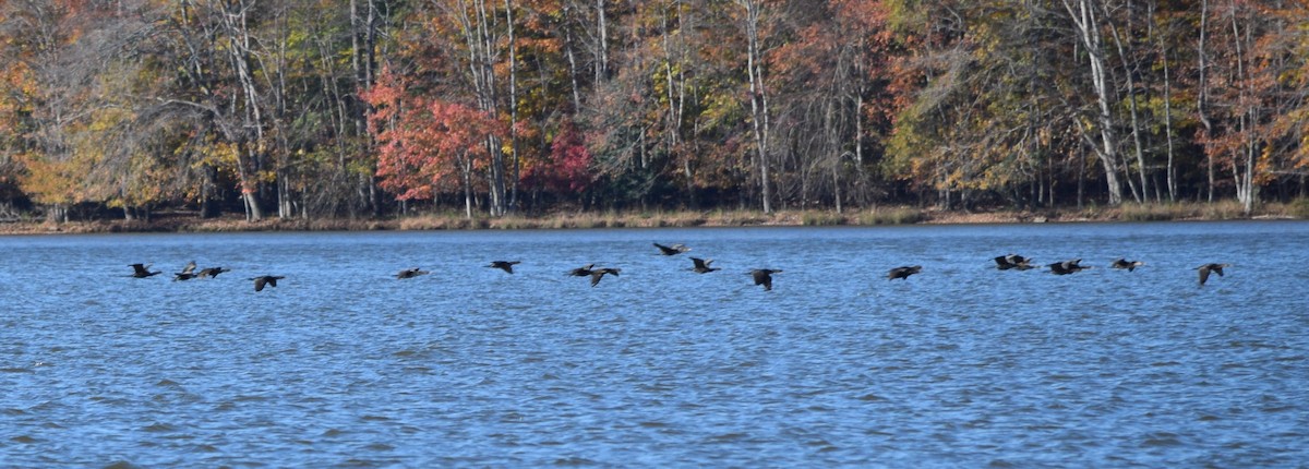 Double-crested Cormorant - ML644851714