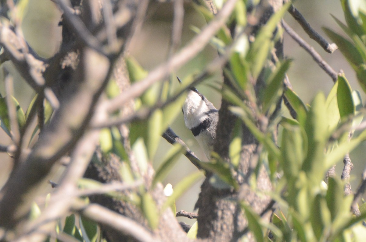 Bar-throated Apalis - ML644851715