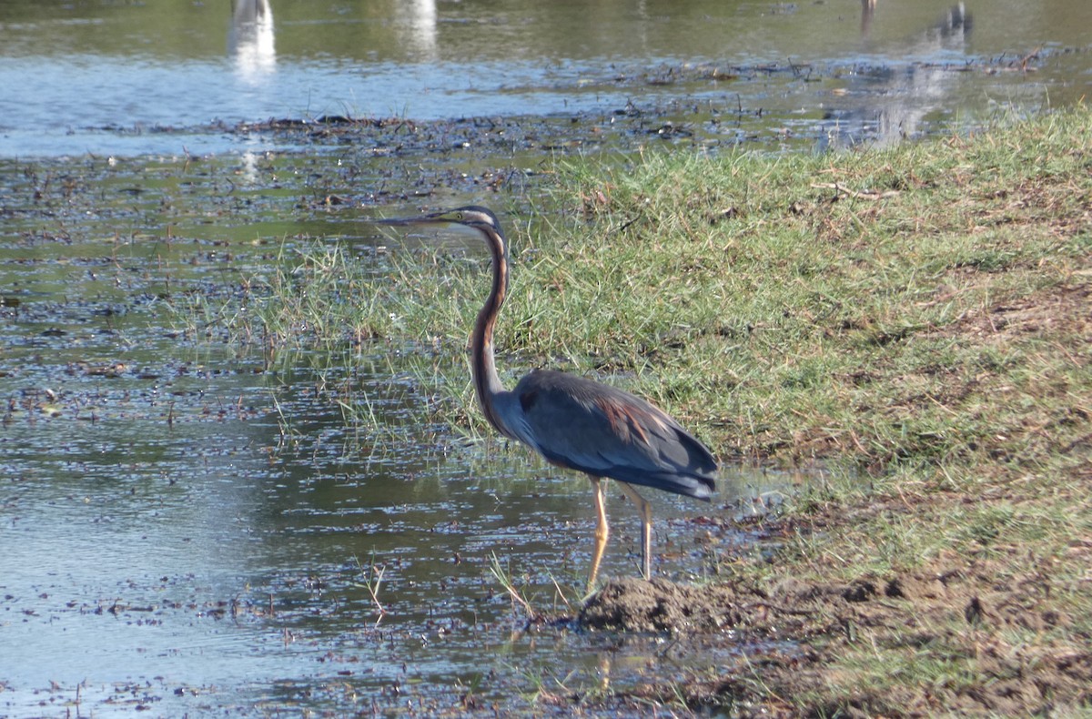 Purple Heron - ML644851716