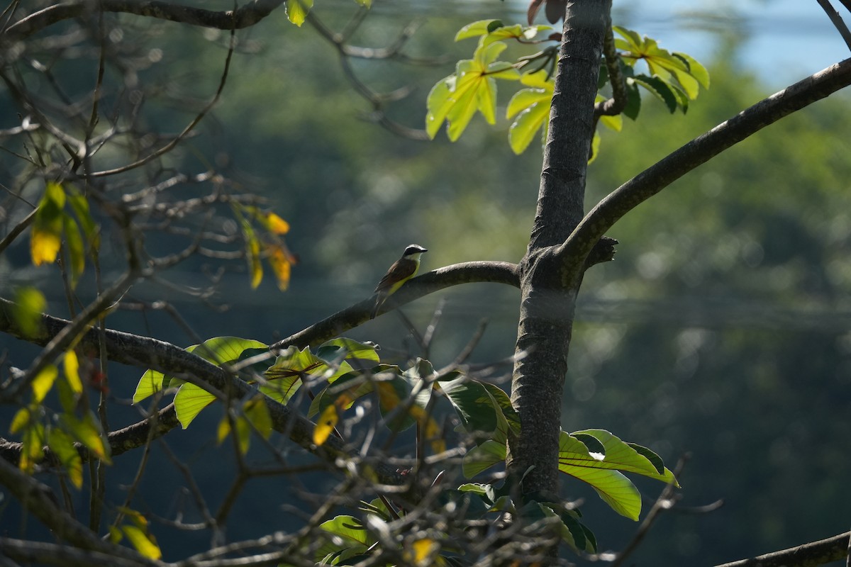 Great Kiskadee - ML644851717