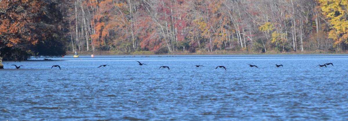 Double-crested Cormorant - ML644851718