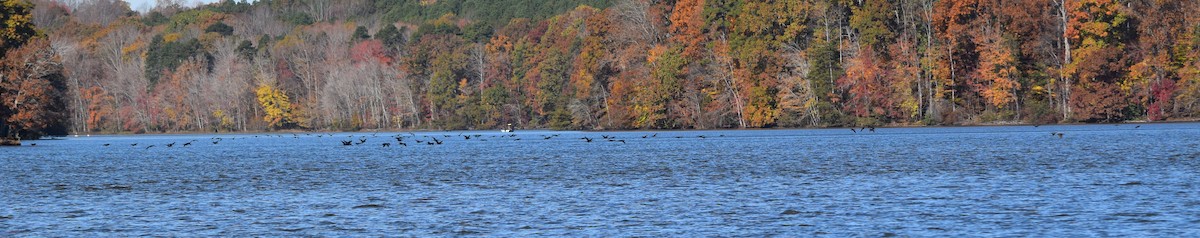 Double-crested Cormorant - ML644851719