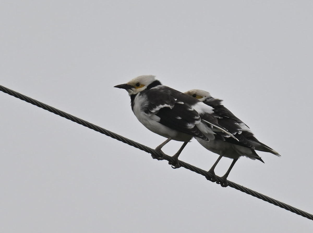 Black-collared Starling - ML644851720
