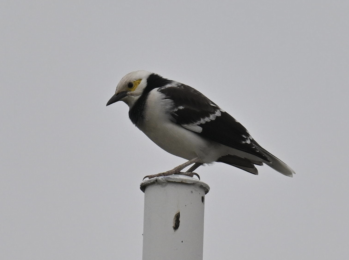 Black-collared Starling - ML644851721