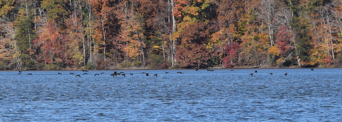 Double-crested Cormorant - ML644851722