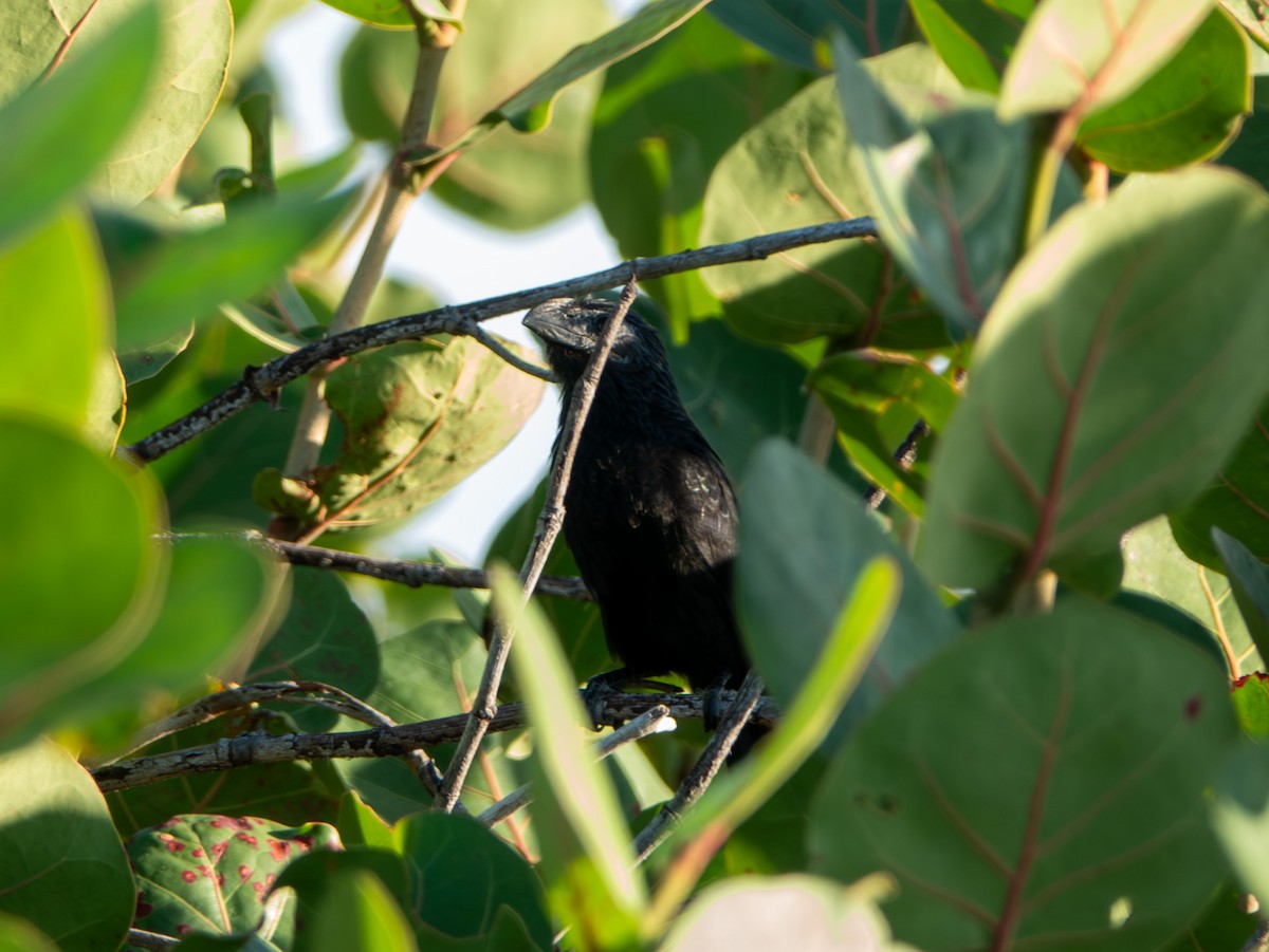 Groove-billed Ani - ML644851728