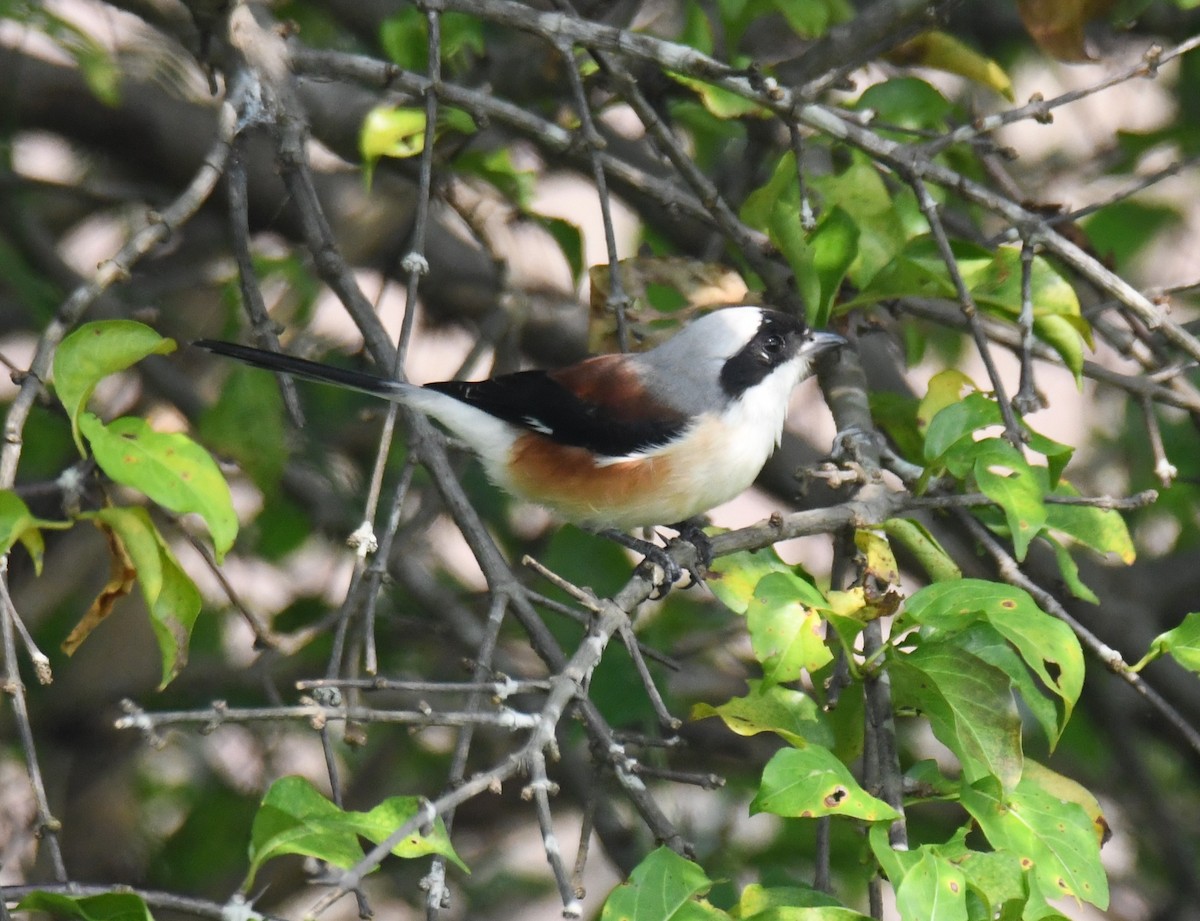 Bay-backed Shrike - ML644851729