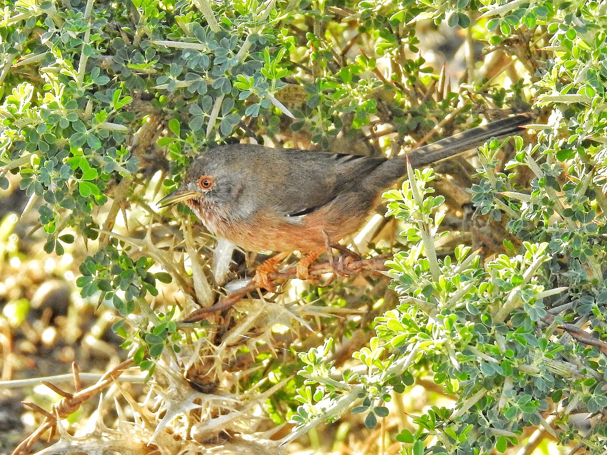 Dartford Warbler - ML644851731