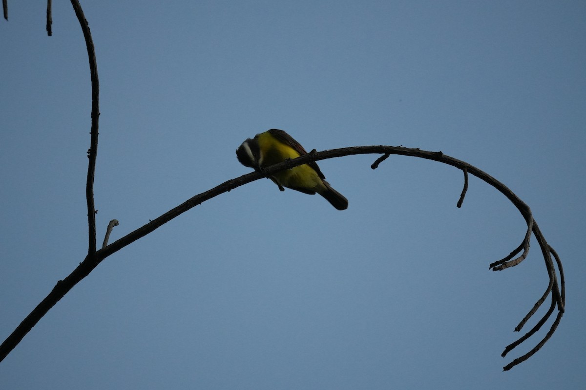 Rusty-margined Flycatcher - ML644851732