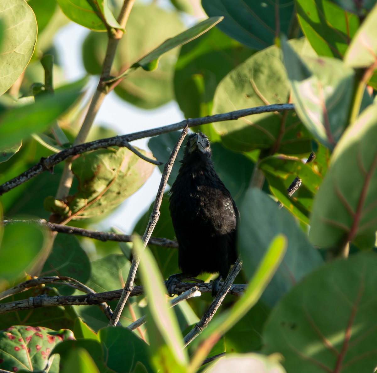 Groove-billed Ani - ML644851733