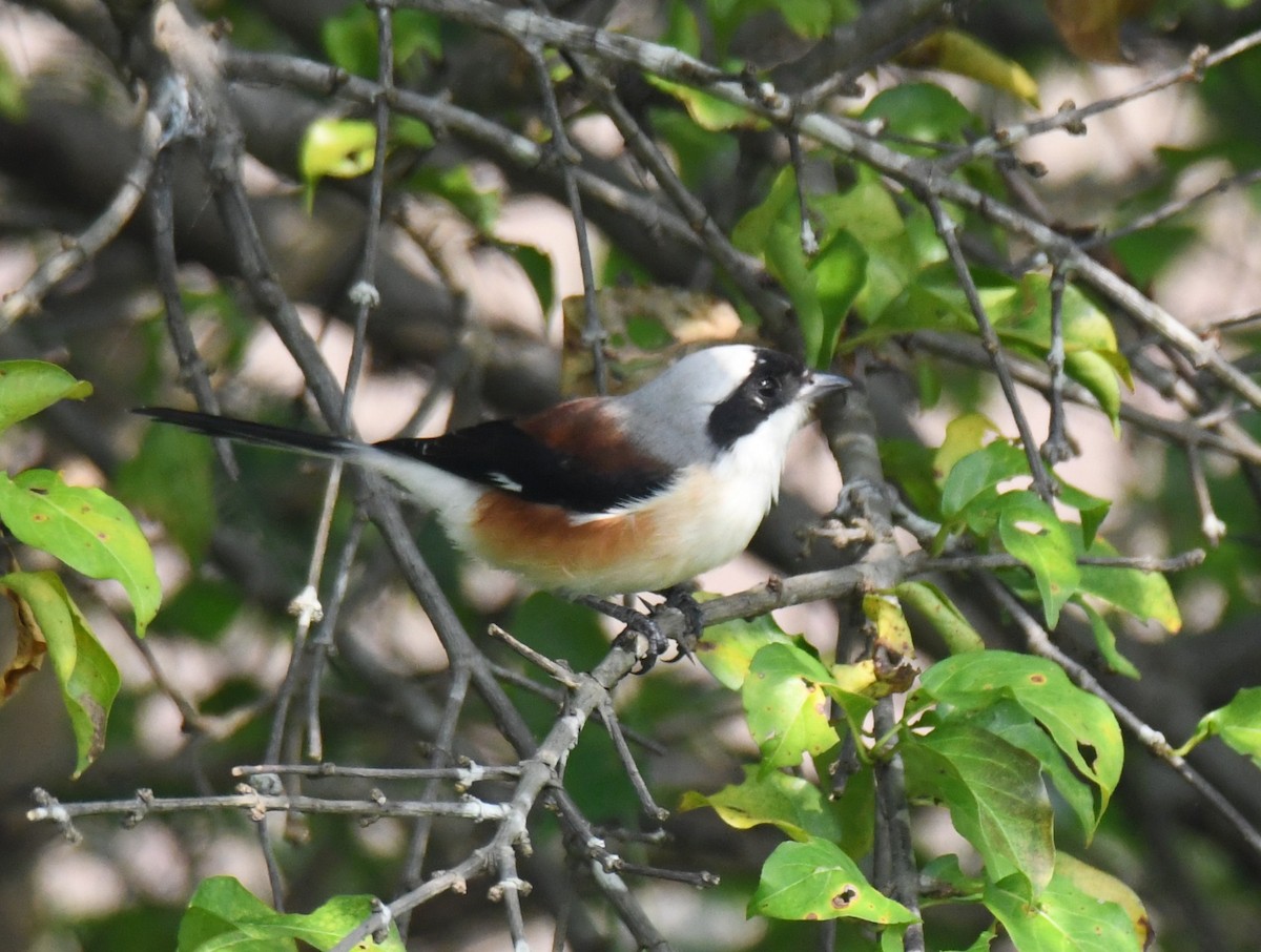 Bay-backed Shrike - ML644851734