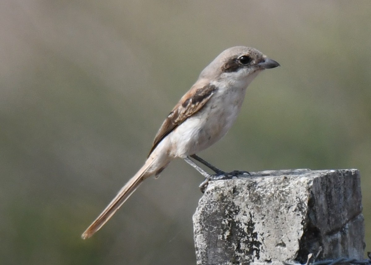Bay-backed Shrike - ML644851739