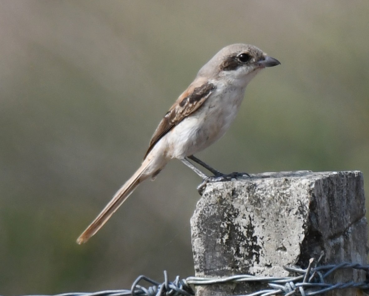 Bay-backed Shrike - ML644851740